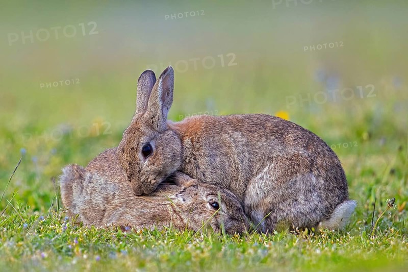 European rabbit, common rabbits (Oryctolagus cuniculus) pair grooming each other in grassland in summer