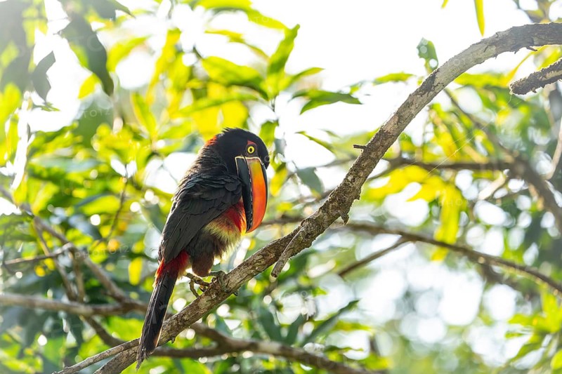 Fiery billed aracari preening on branch, close view, beak transilluminated revealing veins, Osa Peninsula, Puntarenas, Costa Rica