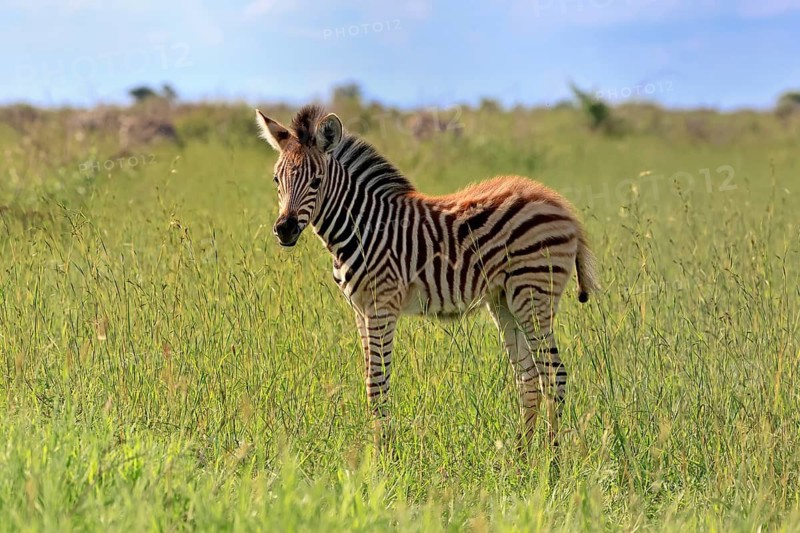 Burchell's zebra (Equus quagga burchelli), Burchell's zebra, young animal, foal, alert, Kruger National Park, South Africa