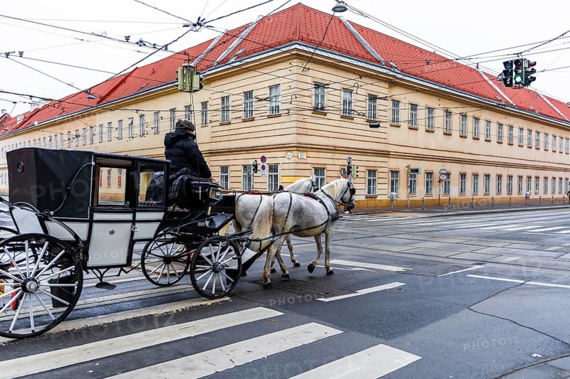Vienna, Austria - 15 December, 2025: A horse-drawn carriage crosses a street in Vienna, Austria. The carriage is pulled by two white horses. Historic buildings are in the background