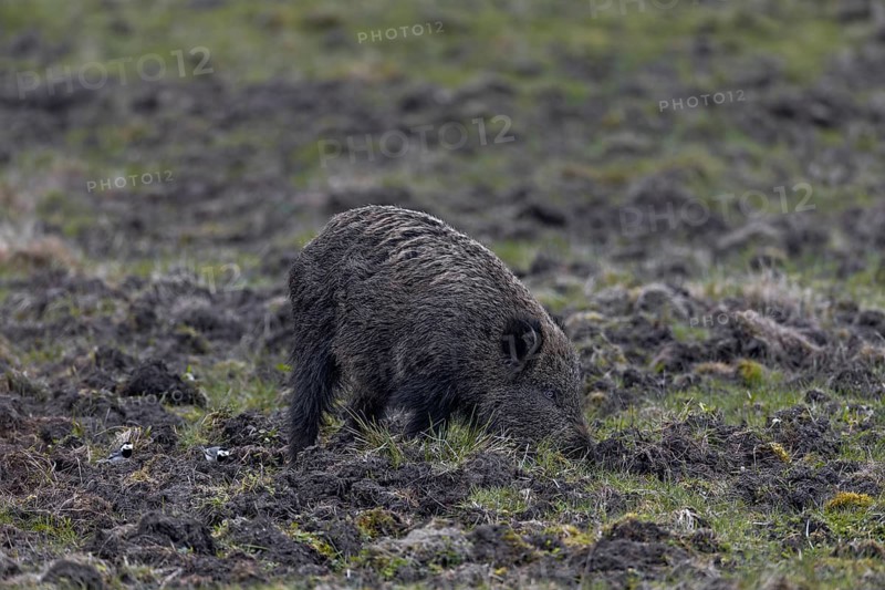 White wagtails are food opportunists, here two birds accompany a wild boar (Sus scrofa) in search of food, Wildschaden, Denmark