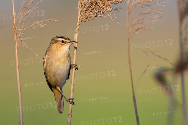 Schilfrohrsänger, Sedge Warbler, Acrocephalus schoenobaenus, Phragmite des joncs, Carricerín Común