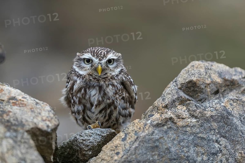 One little owl (Athene noctua) sitting on a stone inside the ruins of an ancient castle