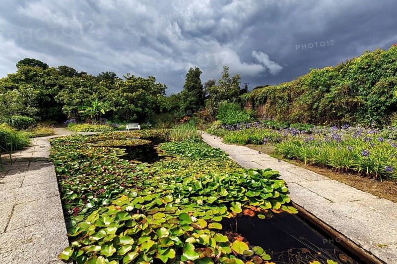 Water lilies on a pond, rain clouds, Mount Congreve Gardens, gardens, County Waterford, Ireland