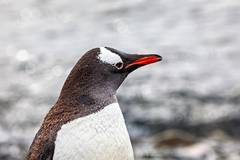 Close-up of a penguin portrait in front of a blurred sea background, gentoo penguin (Pygoscelis papua) in the Antarctic
