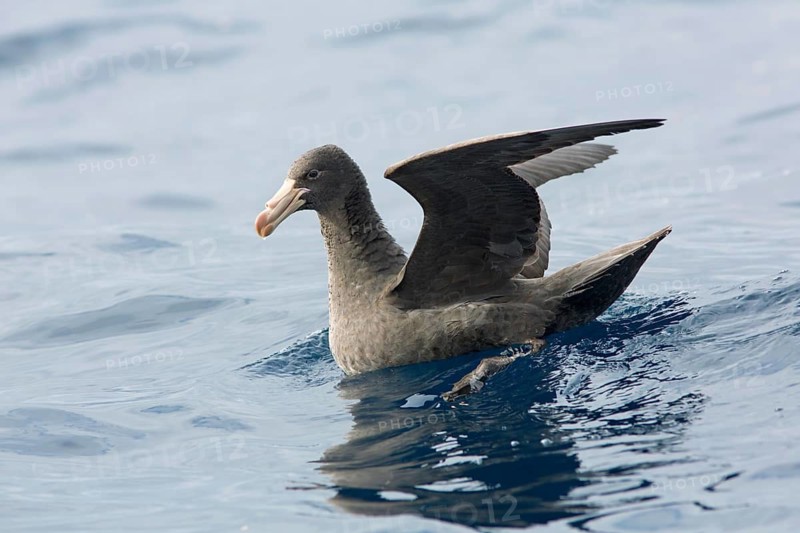 Northern Giant Petrel (Macronectes halli), Victoria, Australia