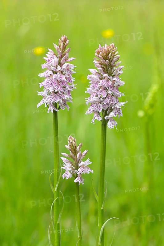 Moorland spotted orchid (Dactylorhiza maculata), in a green meadow on a spring morning, nature photography, Neunkirchen, spring, Siegerland, North Rhine-Westphalia, Germany
