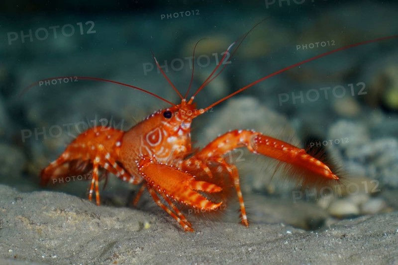 Atlantic red reef lobster (Enoplometopus antillensis)