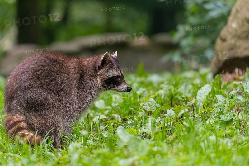 One adult Raccoon, Procyon lotor, walking on a green meadow. Green vegetation in the background
