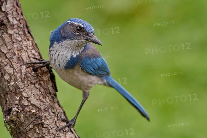 California Scrub-Jay (Aphelocoma californica)
