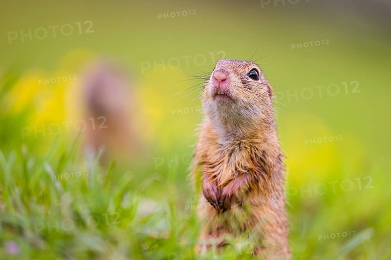Two adult European ground squirrel (Spermophilus citellus) or European souslik stand tall in green gras next to a flowering Ranunculus