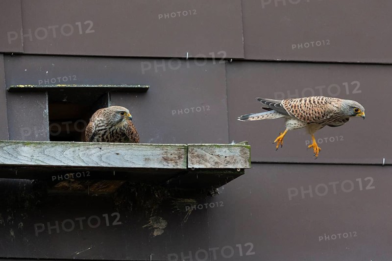 Common Kestrel (Falco tinnunculus), two adult birds, a breeding pair in front of a nesting entrance in a house wall, the male about to fly off and leave the wooden platform, Hesse, Germany