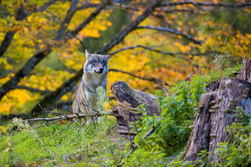 One eurasian gray wolf (Canis lupus lupus) sits on a small hill between logs and rocks with a colourful fall foliage in the background