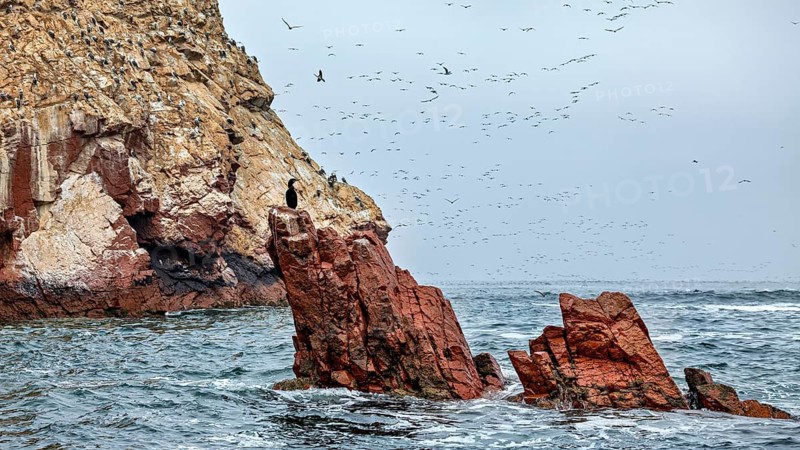 Red rocks in the sea with lots of flying birds under grey skies, The rocky coast of the Ballestas Islands near Paracas in Peru