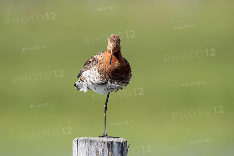 Black-tailed godwit (Limosa limosa), Ochsenmoor, Dümmer, Lemförde, Lower Saxony, Germany