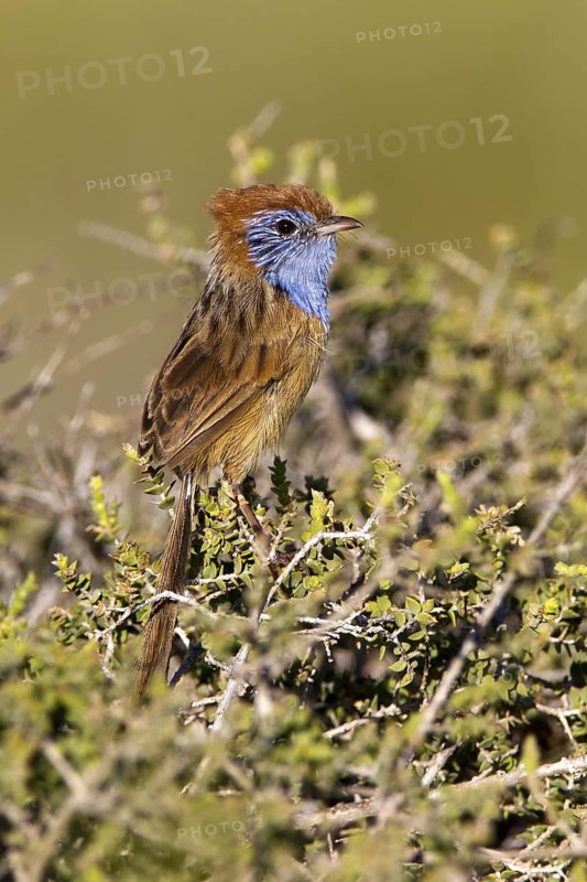 Rufous-crowned Emu-wren (Stipiturus ruficeps) male, Western Australia, Australia