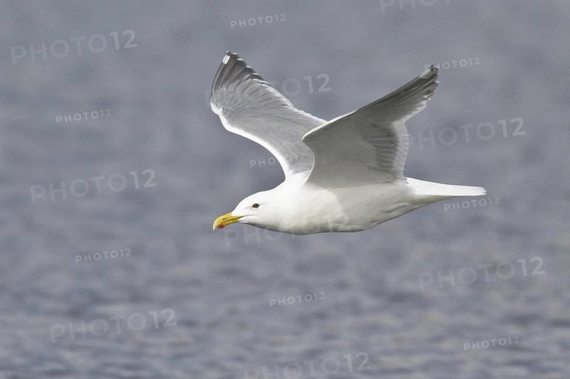 Glaucous-winged Gull (Larus glaucescens) flying, British Columbia, Canada