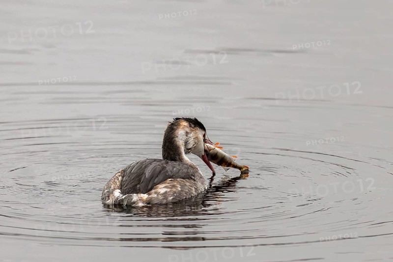 A great crested grebe has a fish in its beak, swimming through the water, Great crested grebe, (Podiceps cristatus), wildlife, Germany