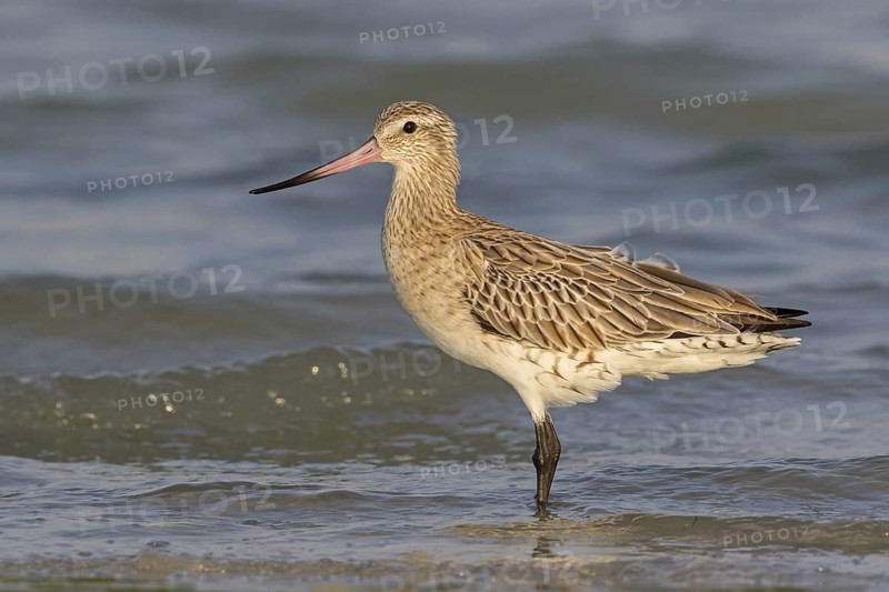 Bar-tailed godwit, (Limosa lapponica), foraging, waters, biotope, animals, birds, snipe, Barr Al Hikman, Al Ghidin, Al Wusta, Oman