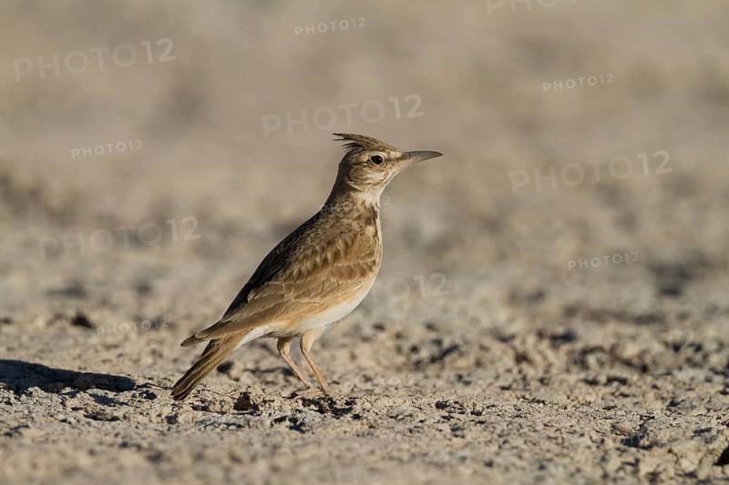 Maghreb Lark - Maghreb Lerche - Galerida macrorhyncha, ssp. randonii, Morocco, adult