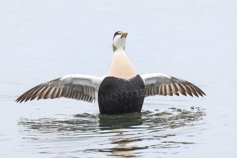Eider (Somateria mollissima), male flapping his wings, wildlife, nature photography, duck bird, migratory bird, winter visitor, Baltic Sea, Baltic Sea island of Fehmarn, East Holstein, Schleswig-Holstein, Germany