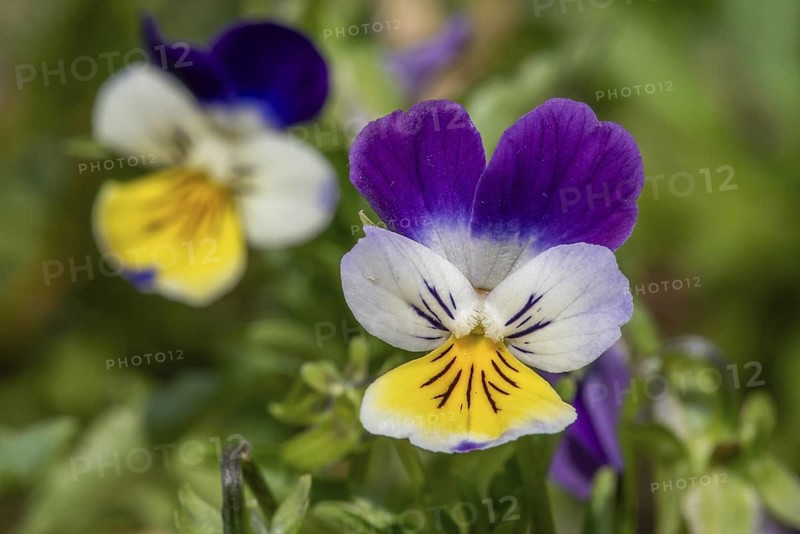 Wild pansy, Johnny Jump up, heartsease, heart's ease (Viola tricolor) close-up of colourful perennial in flower in spring, summer
