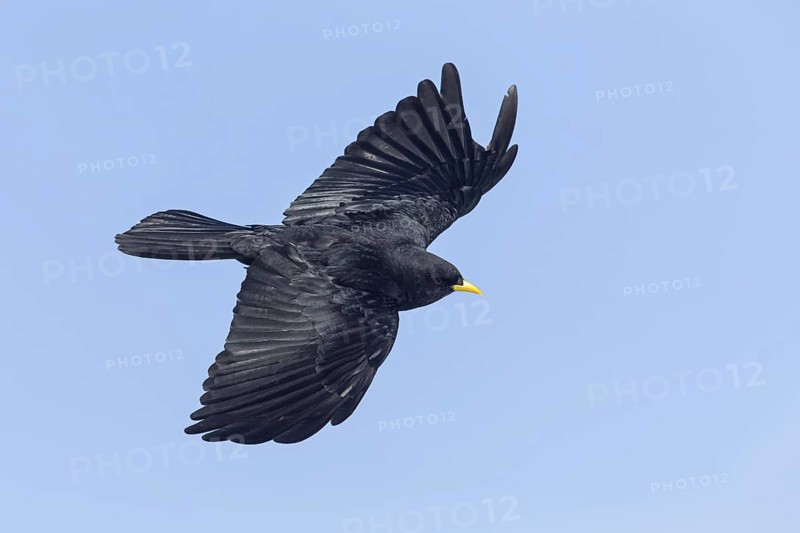 Alpine chough, (Pyrrhocorax graculus), animals, birds, ravens, jackdaw, family of corvids, flight photo, blue sky, Gemmi Pass, Valais, Switzerland