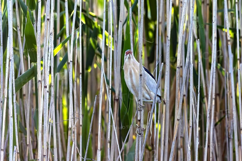 Common little bittern (Botaurus minutus, Ixobrychus minutus) male foraging in reed bed, reedbed showing camouflage colours in wetland in spring