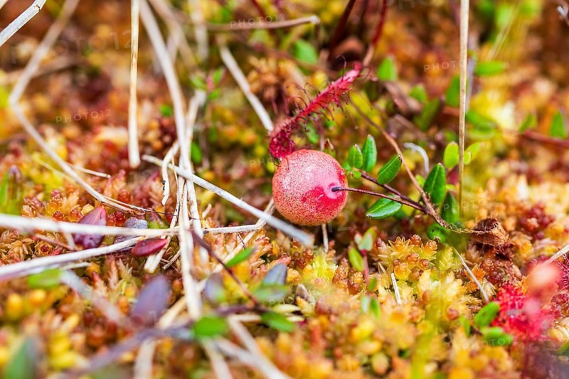 Slowly ripening fruit, small cranberry (Vaccinium oxycoccos) on peat moss, Store Mosse National Park, Jönköpings län, Sweden