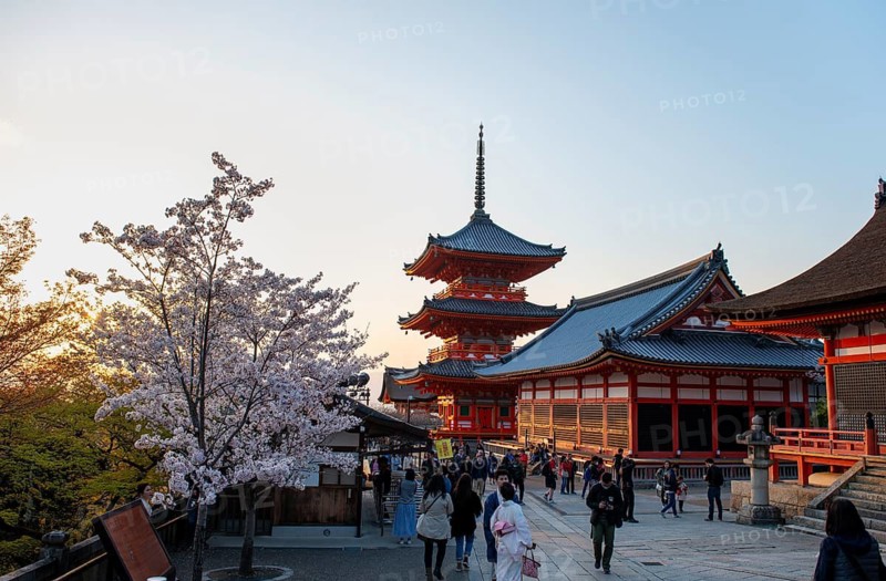 Sanjunoto Pagoda and Kyodo Hall in the evening light, blooming cherry tree, Kiyomizu-dera temple, atmospheric, Buddhist temple complex, Higashiyama, Kyoto