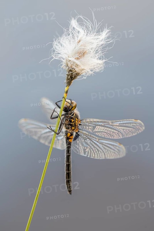 Black Darter (Sympetrum danae) on cotton grass, Goldenstedt, Lower Saxony, Germany