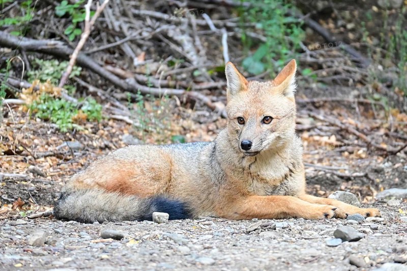 Free-ranging Andean jackal (Lycalopex culpaeus) seen in Nahuel Huapi National Park, Bariloche, Patagonia, Argentina