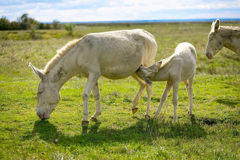 White donkeys, baroque donkeys, a foal drinking with its mother in a meadow, Lake Neusiedl National Park, Burgenland, Austria