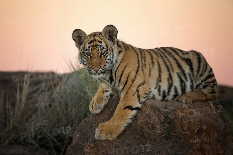 Bengal Tiger (Panthera tigris) cub portrait in morning light, captive, Philippolis, South Africa