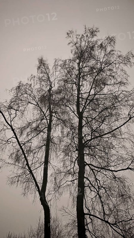 Silhouette of tall trees against the cloudy winter sky, hiking in winter on the Rennsteig, Frankenwald nature park Park