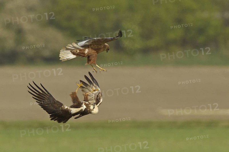 Western Marsh Harrier (Circus aeruginosus) mating, Rhineland-Palatinate, Germany