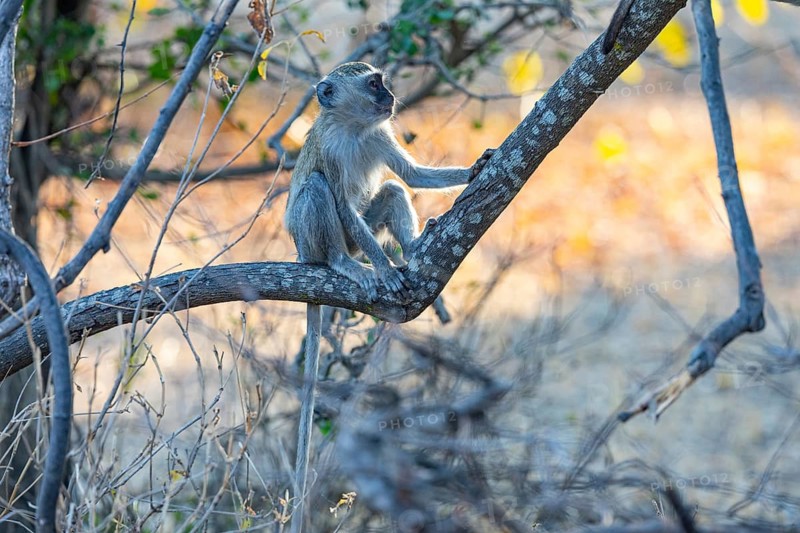 Vervet Monkey (Cercopithecus aethiops) South Luangwa NP Zambia August