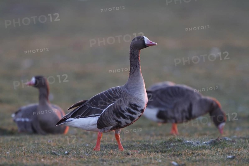 Greater White-fronted Goose (Anser albifrons) foraging, North Rhine-Westphalia, Germany