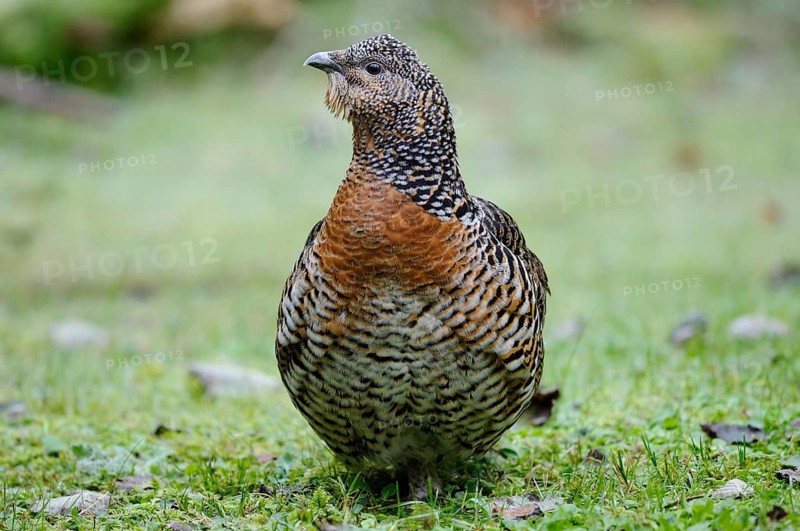 A wood grouse stands in the grass with detailed plumage, surrounded by natural vegetation, capercaillie (Tetrao urogallus), Bavarian Forest National Park