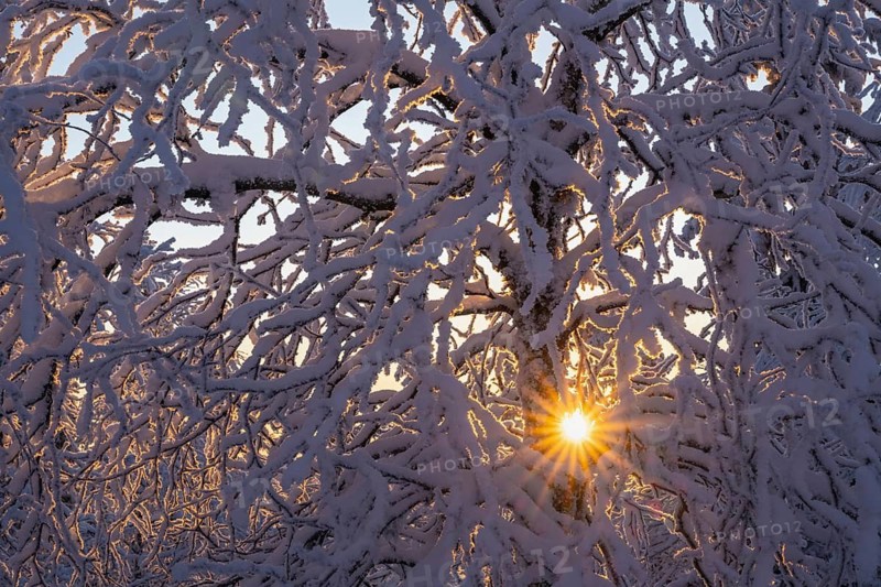 Snowy birch tree against light, Norrbotten, Lapland, Sweden, February 2024