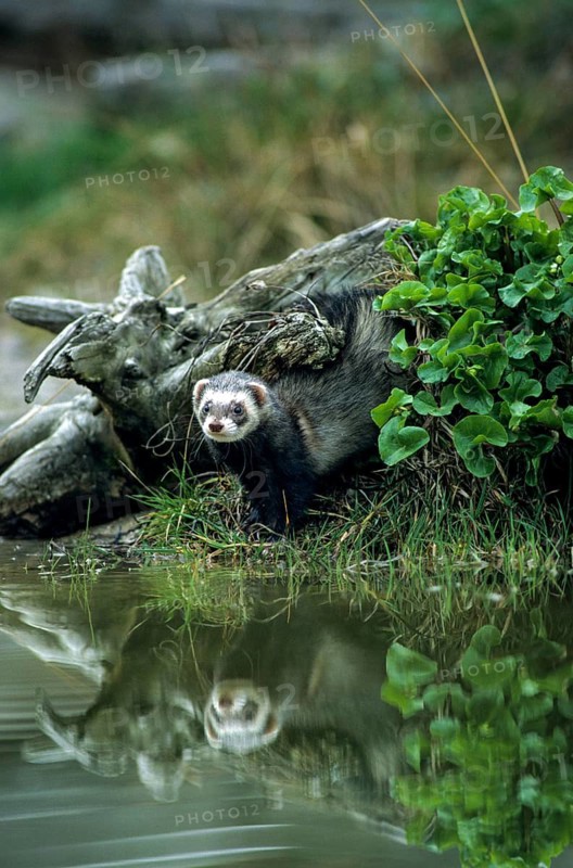Carnivora, polecat, mustela putorius, polecat, predators, high size, portrait format, mammals, mirror, raptors, mirror image, mammals