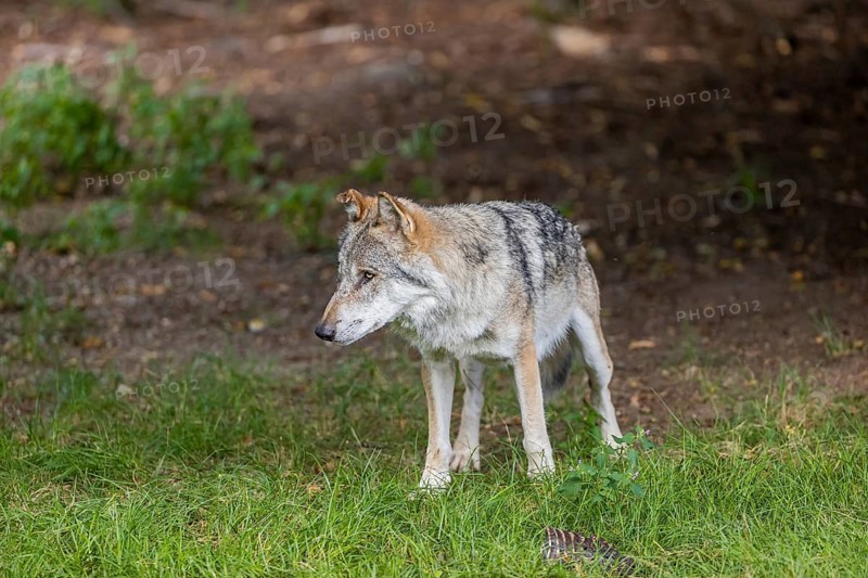 One adult male eurasian gray wolf (Canis lupus lupus) standing at a forest edge