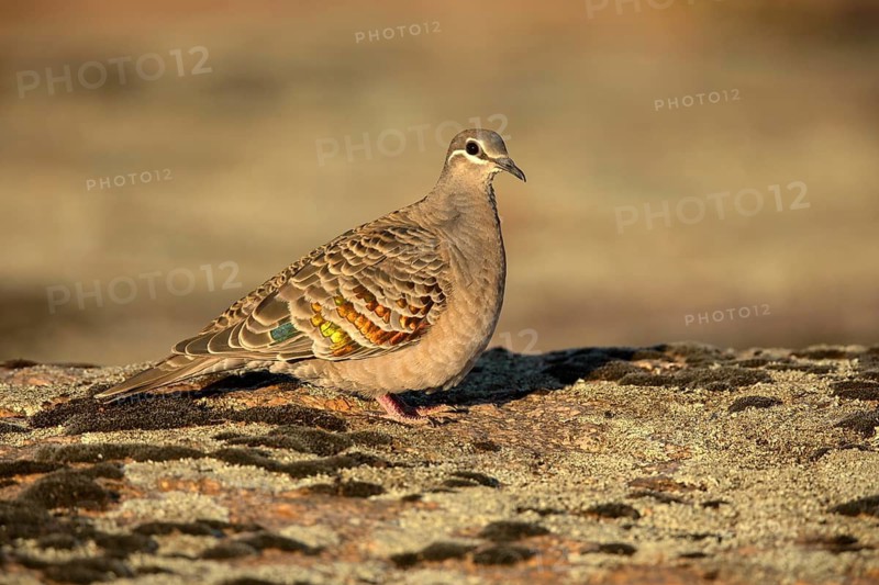 Common Bronzewing (Phaps chalcoptera) female perched on the ground, South Australia, Australia