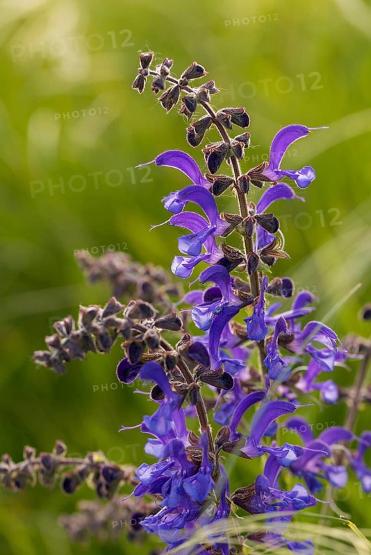 Czech Republic, Lamiaceae, Lamiaceae, sage, salvia pratensis, Czech Republic, meadow sage, flora, high size, portrait format, meadow clary, meadow sage, plants, plants