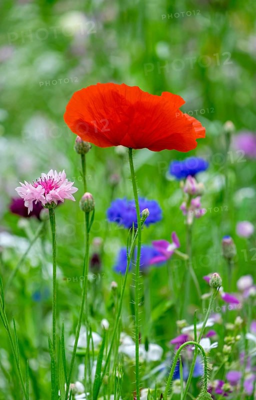 Corn poppy in colourful flower meadow, Münsterland, North Rhine-Westphalia, Germany
