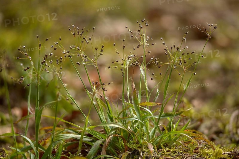 Hairy groves, hairy marbles, rushes, spring groves, hairgroves, grogroves, juncaceae, luzula pilosa, flora, hairy wood-rush, plants, plants