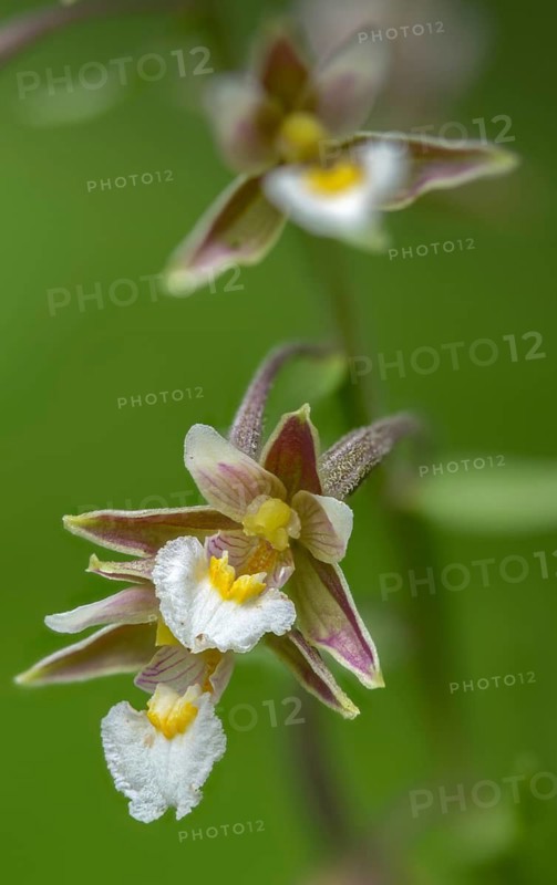 Common marsh root, epipactis palustris, orchidaceae, orchids, orchid family, swamp sitter, marsh kelwort, white marsh root, flora, high size, portrait, marsh helleborine, plants, plants