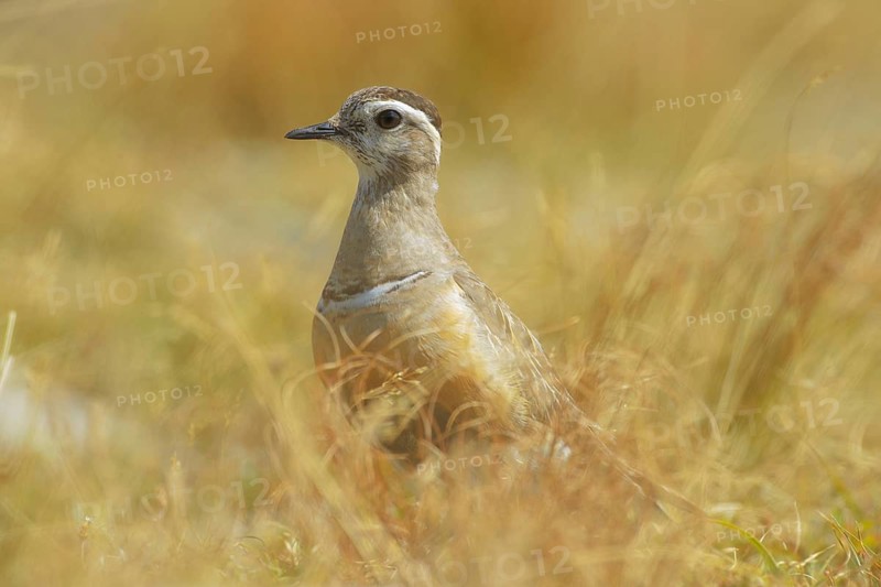 Eurasian Dotterel (Charadrius morinellus) male, Abruzzo, Italy