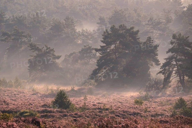The blooming Mehlinger Heide in the morning with mist. Pine trees. Mehlinger Heide nature reserve, Mehlingen, Rhineland-Palatinate, Germany