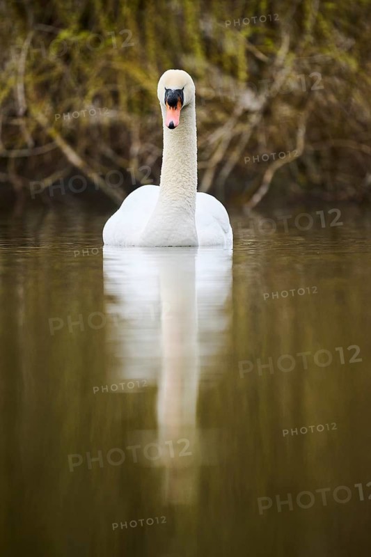 Mute swan (Cygnus olor) swimming on a lake, Bavaria, Germany